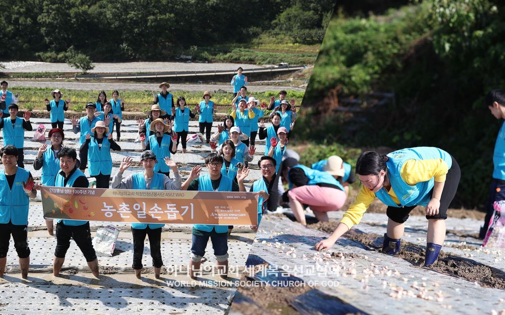 구지면 농촌일손돕기(마늘 심기)