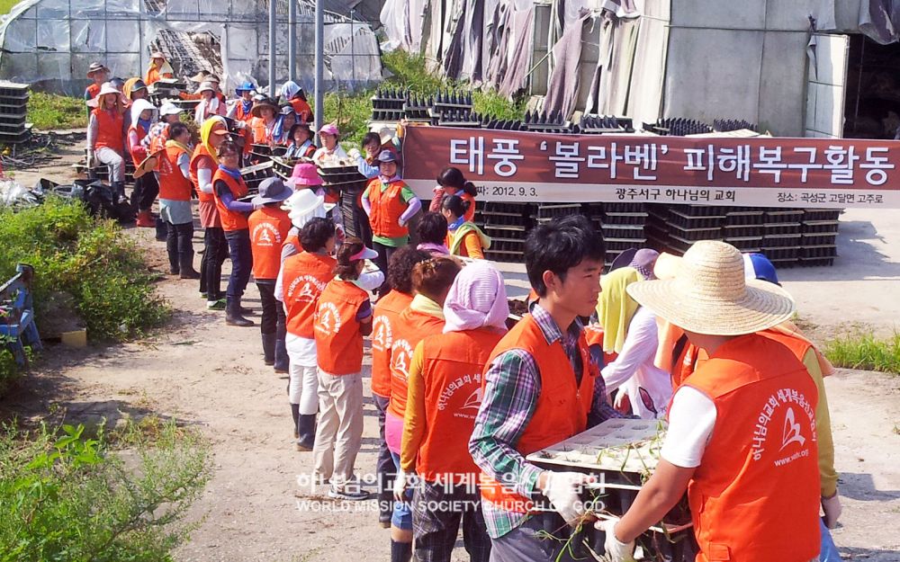 광주서구 하나님의 교회 성도들이 태풍 피해를 입은 농가에서 복구활동을 진행하고 있다.