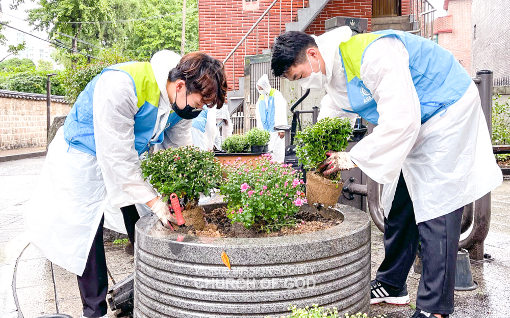 대한민국 서울특별시 종로구 혜화동 국화 심기