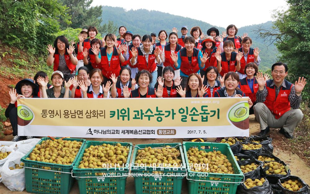 키위 수확 농촌일손돕기(용남면 삼화리)